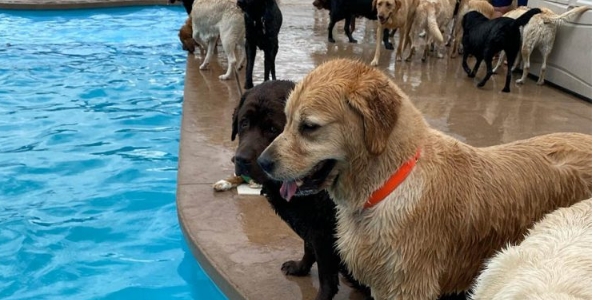 Graban a 39 perritos de una guardería chapoteando felices en la piscina en forma de hueso
